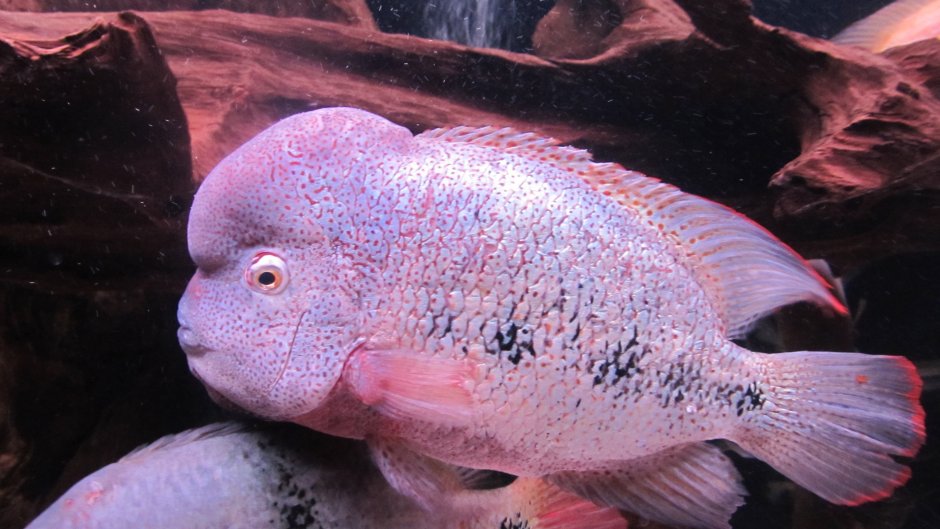 Рыбка аквариумная Радужная цихлазома