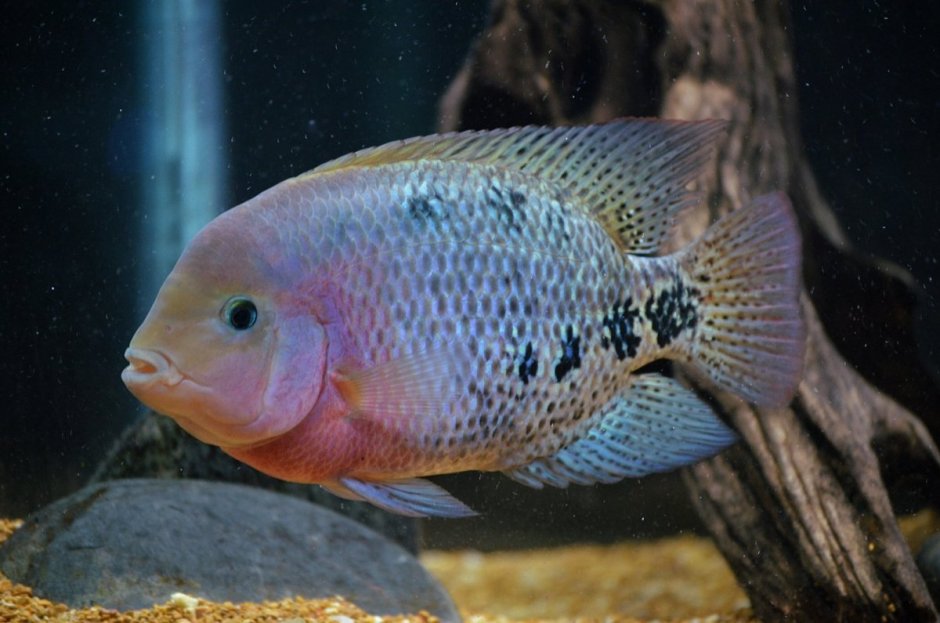 Вьеха Красногорлая цихлазома