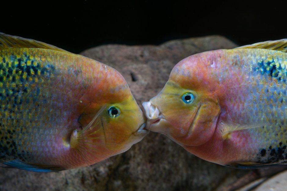 Цихлазома гуттулатум