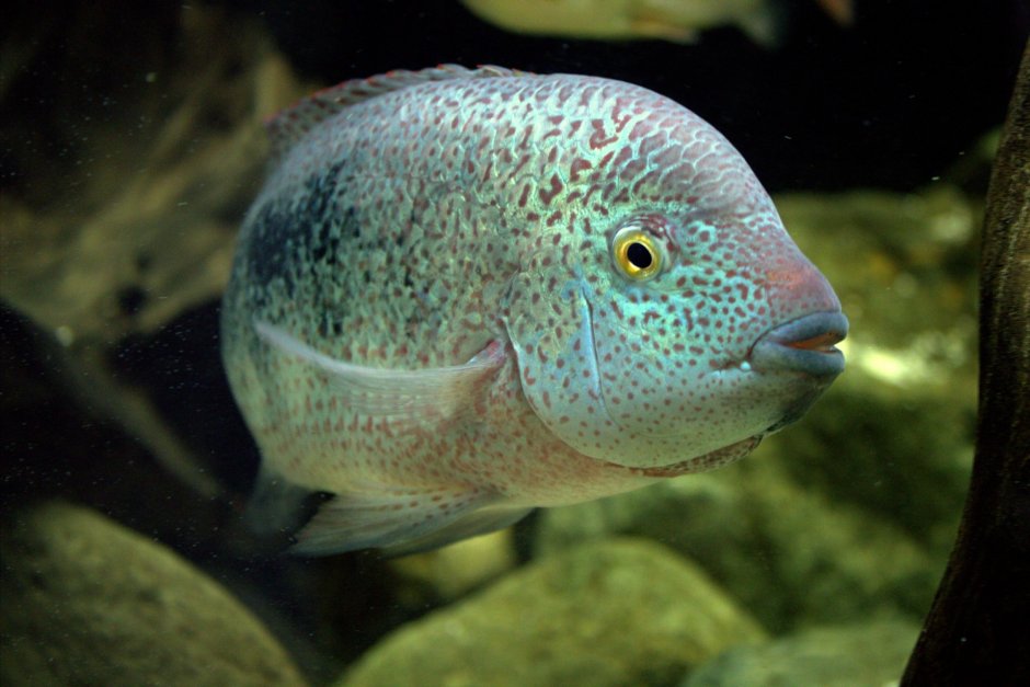 Цихлазома Аргентея