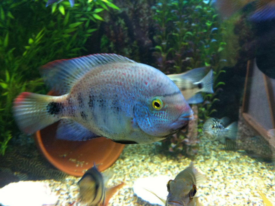 Цихлазома Персей фото