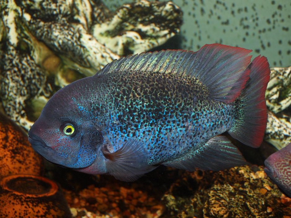 Цихлазома Вьеха Хартвеги