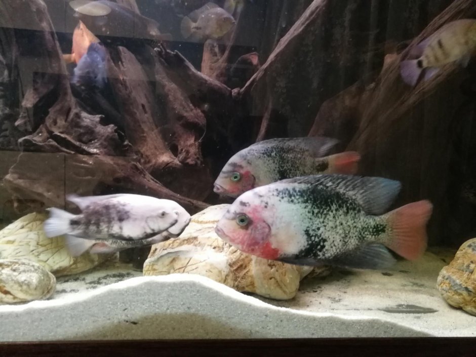 Вьеха Радужная цихлазома