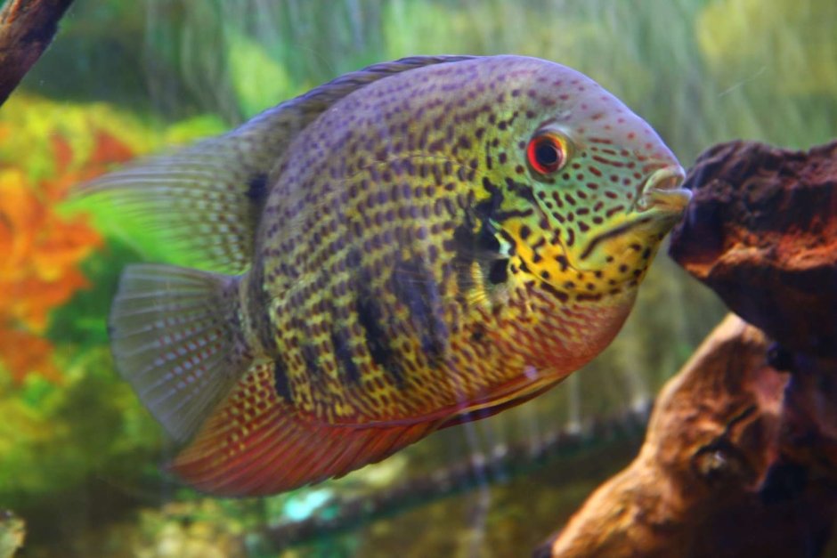 Цихлазома Дельфин голубой