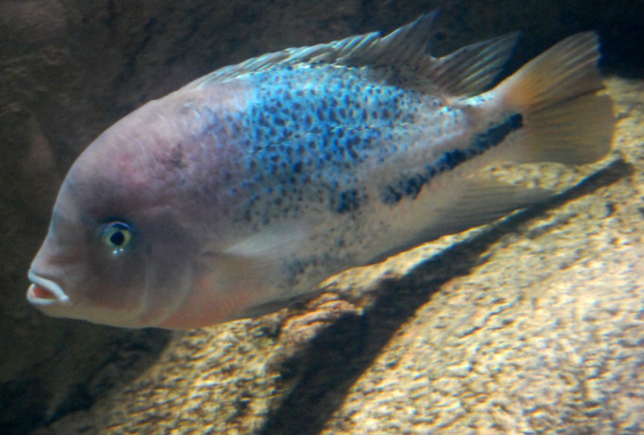 Пситтакус Хоплархус