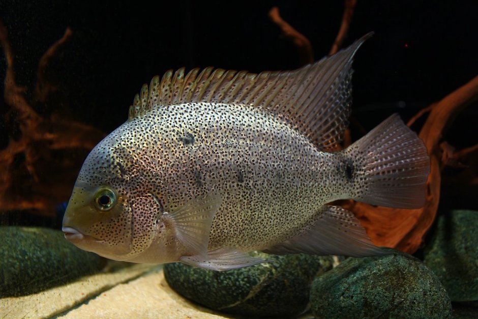 Цихлазома Аргентея