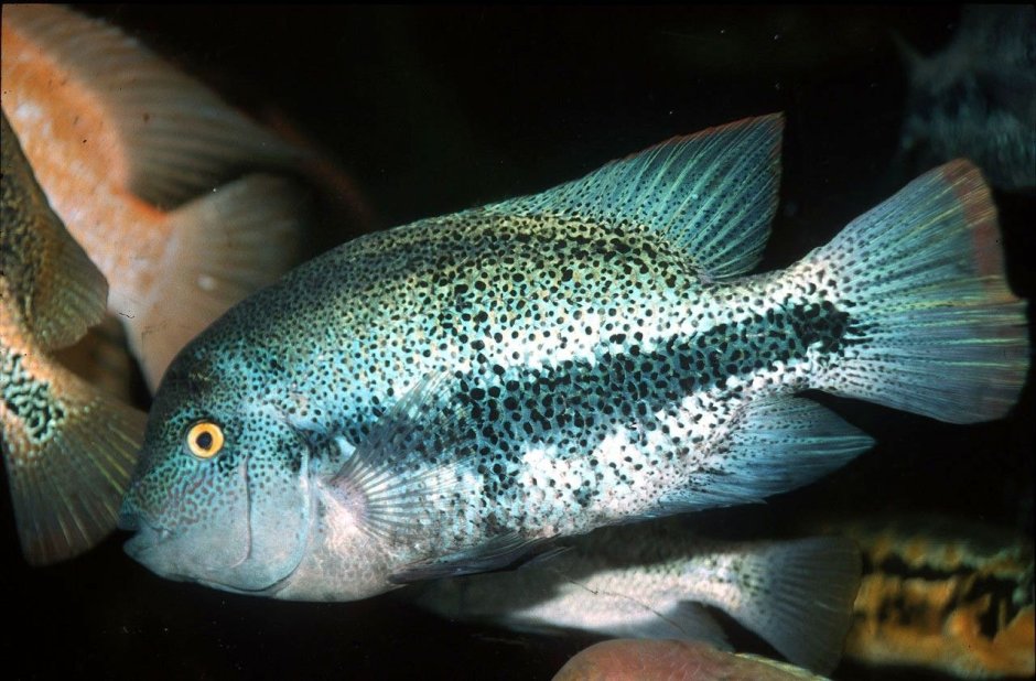 Вьеха Радужная цихлазома