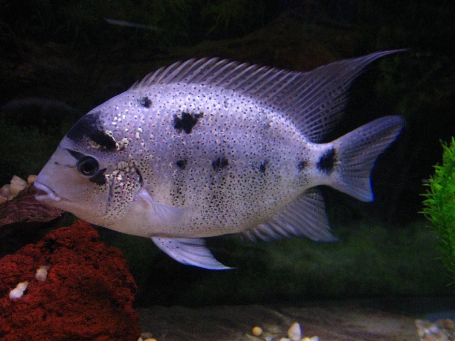 Вьеха брейдори