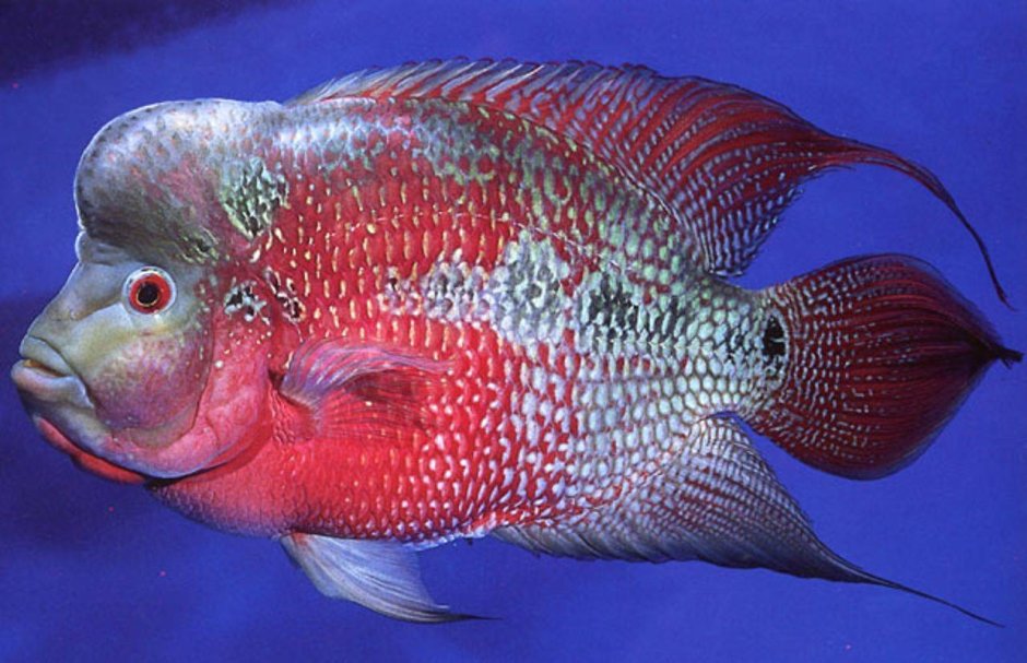 Глазчатая цихлазома