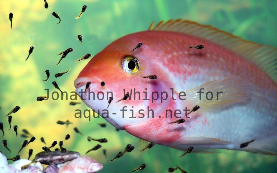 Северум рыбка аквариумная