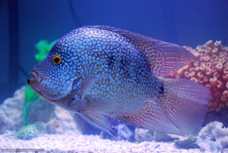 Цихлазома Вьеха бифасциата