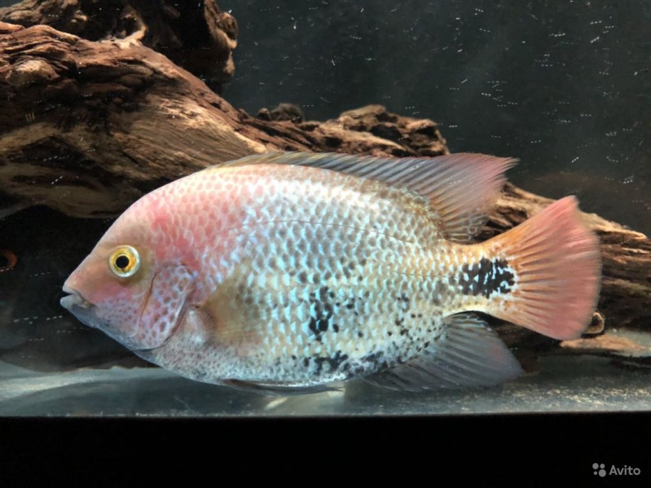 Американская цихлазома мраморная