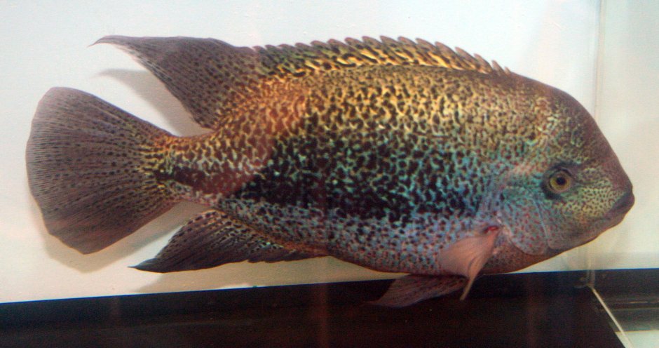 Северум Сантарем