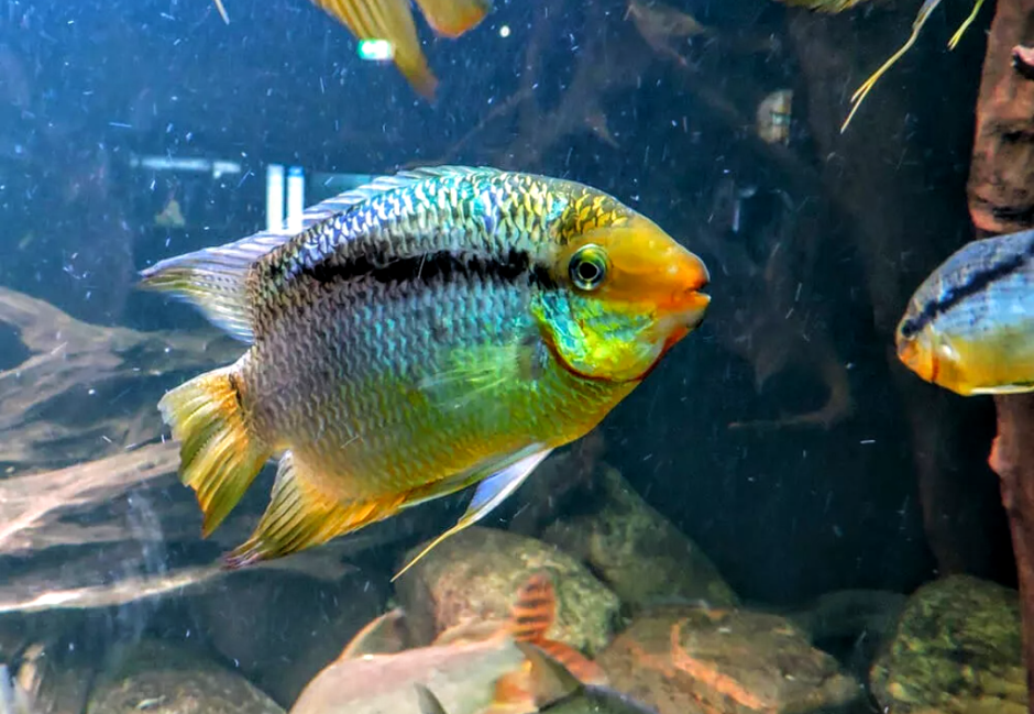 Цихлида flowerhorn