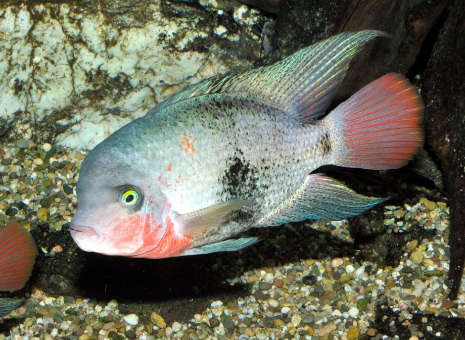 Цихлазома Фридрихшталя