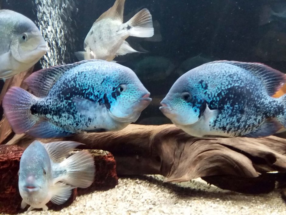 Вьеха гуттулатум