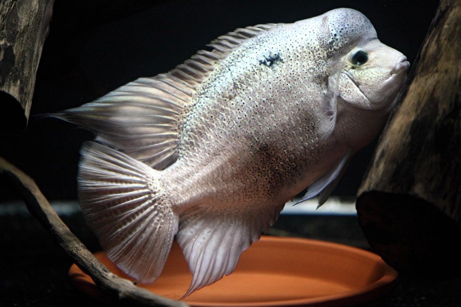 Вьеха Аргентия