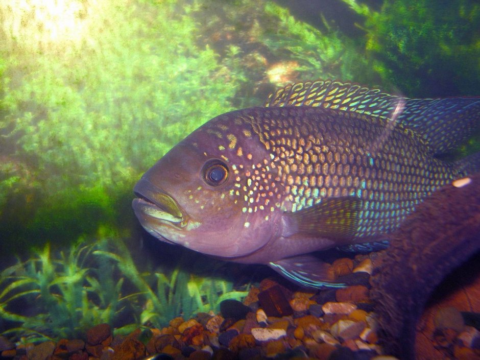 Цихлиды серые