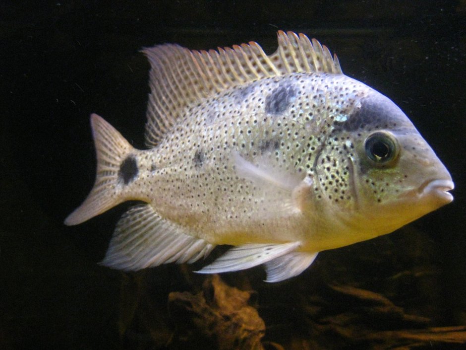 Цихлазома Камфа