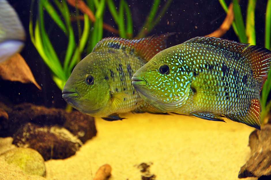 Цихлазома Фловер Хорн