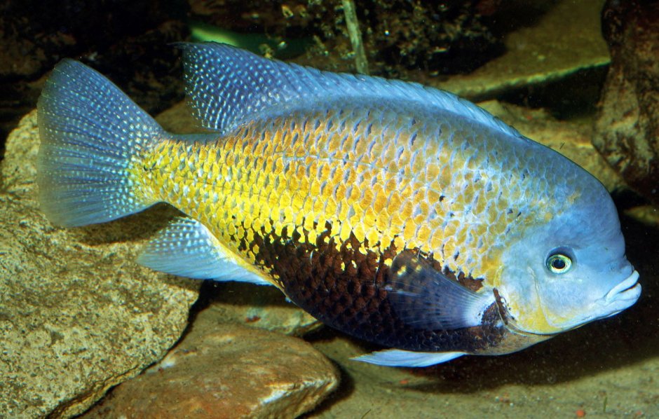 Акара Блю Демпси