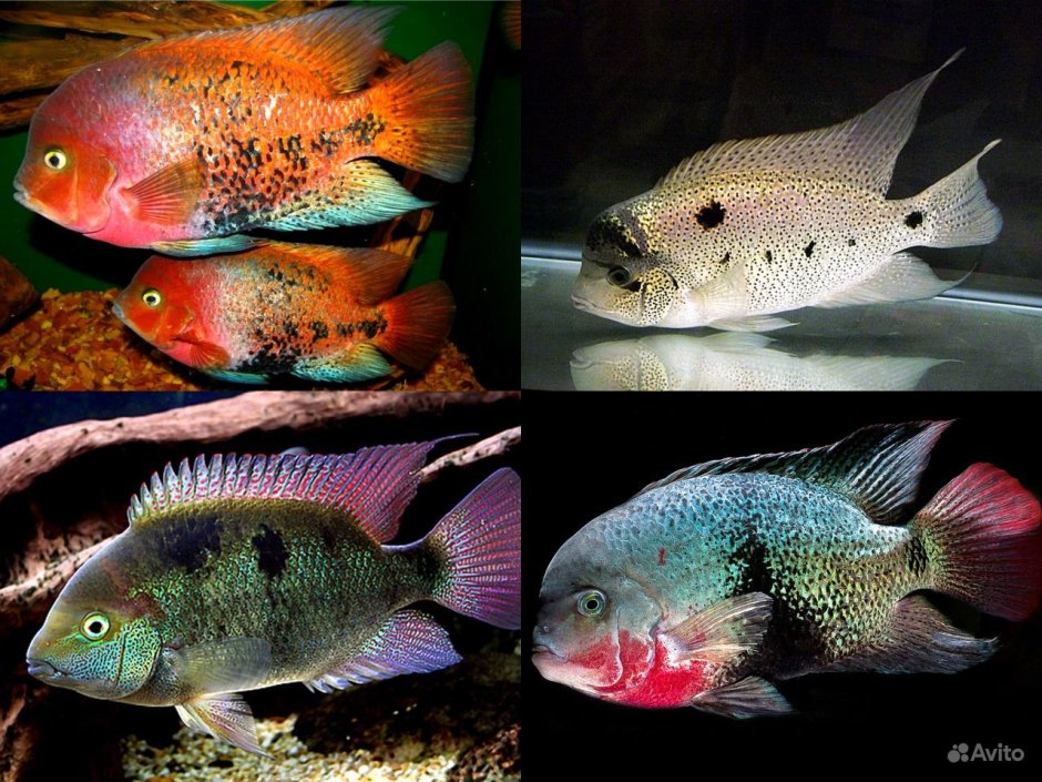 Цихлазома Вьеха