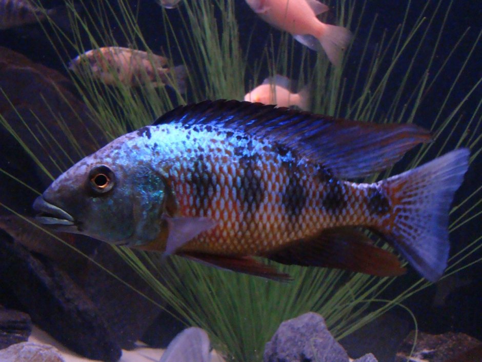 Восьмиполосая цихлазома Пчелка
