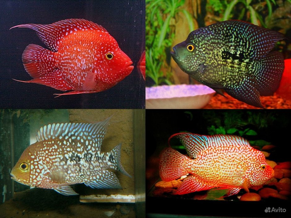 Вьеха Аргентия