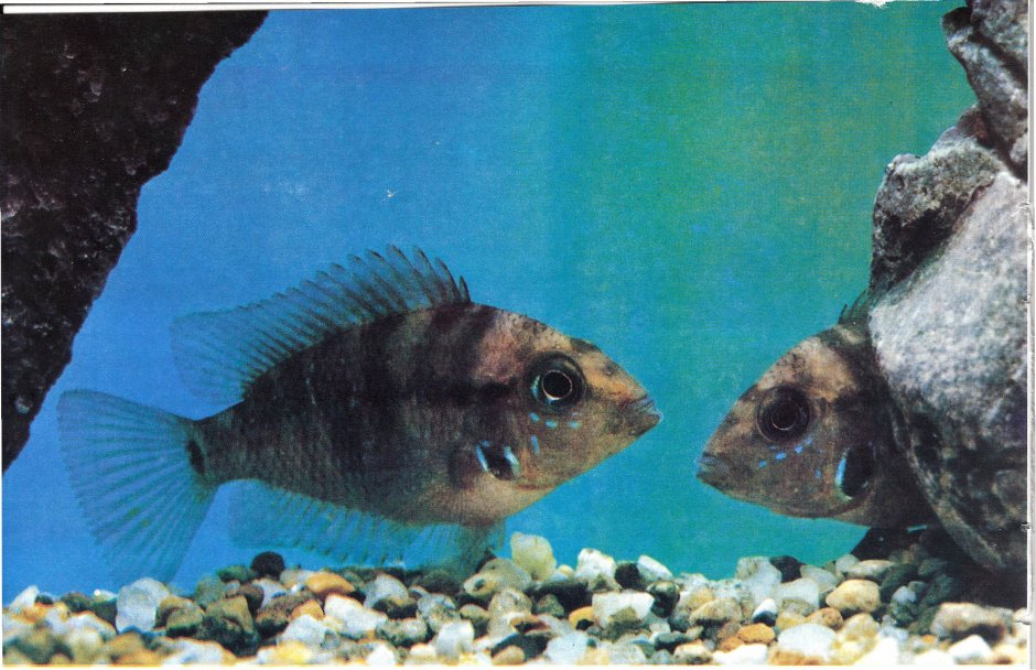 Северум рыбка аквариумная