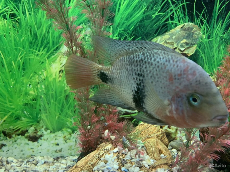 С кем живёт акара и Вьеха