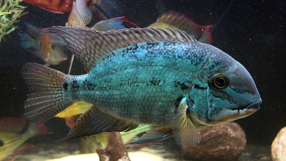 Вьеха Радужная цихлазома