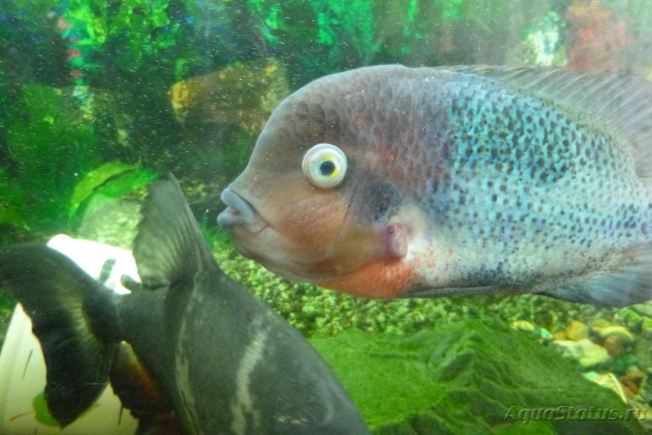 Акара Меека