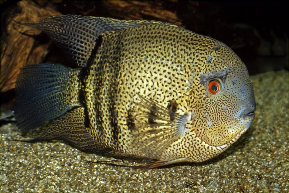 Цихлазома похожая на гурами