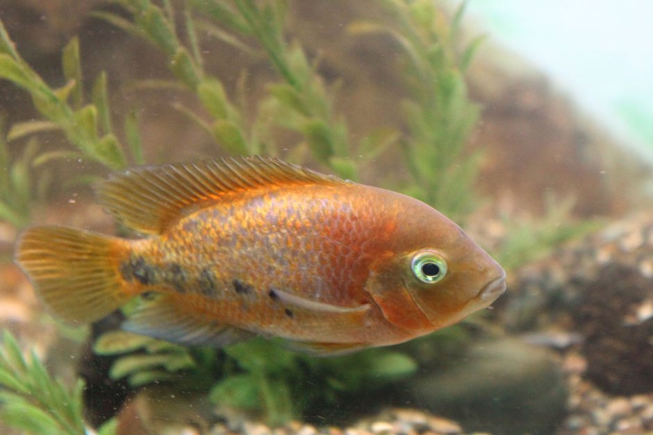 Цихлазома зонатум