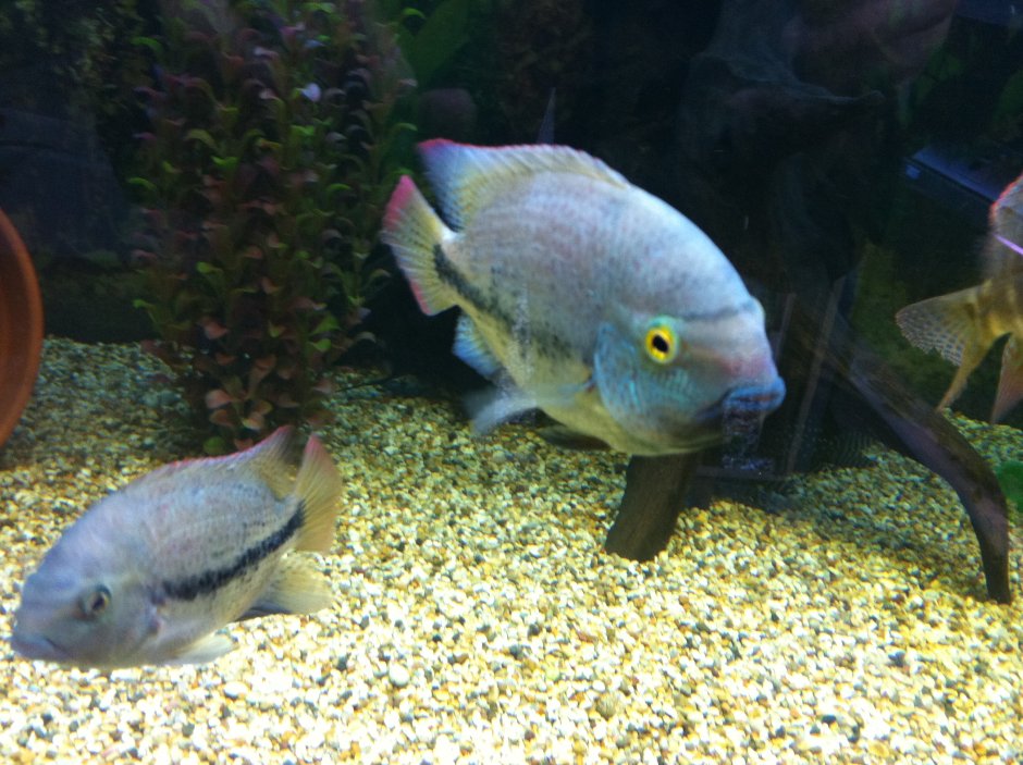 Цихлазома Аргентея