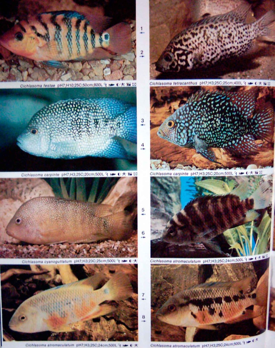 Цихлазома Сальвини