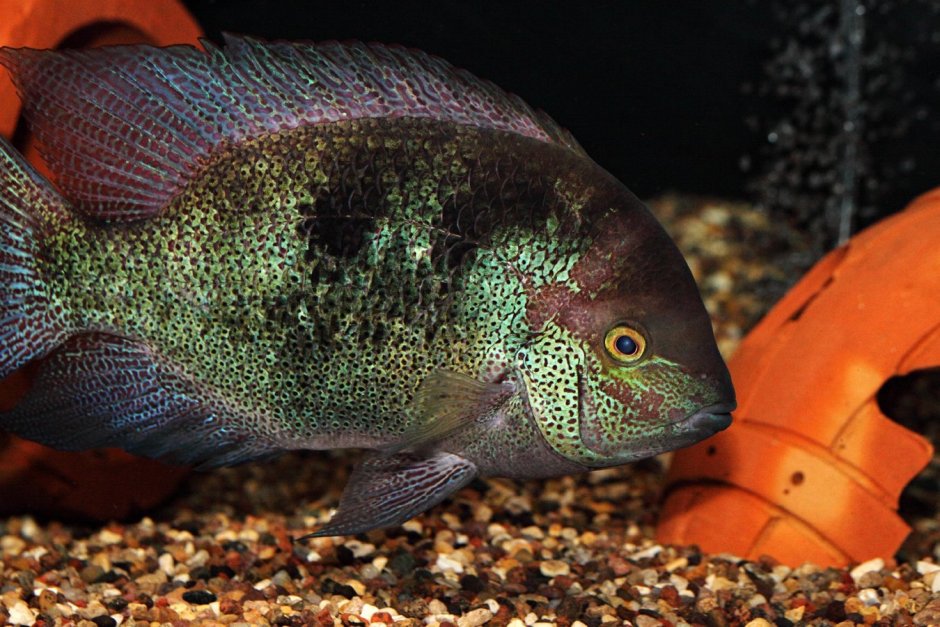 Вьеха Фенестратус