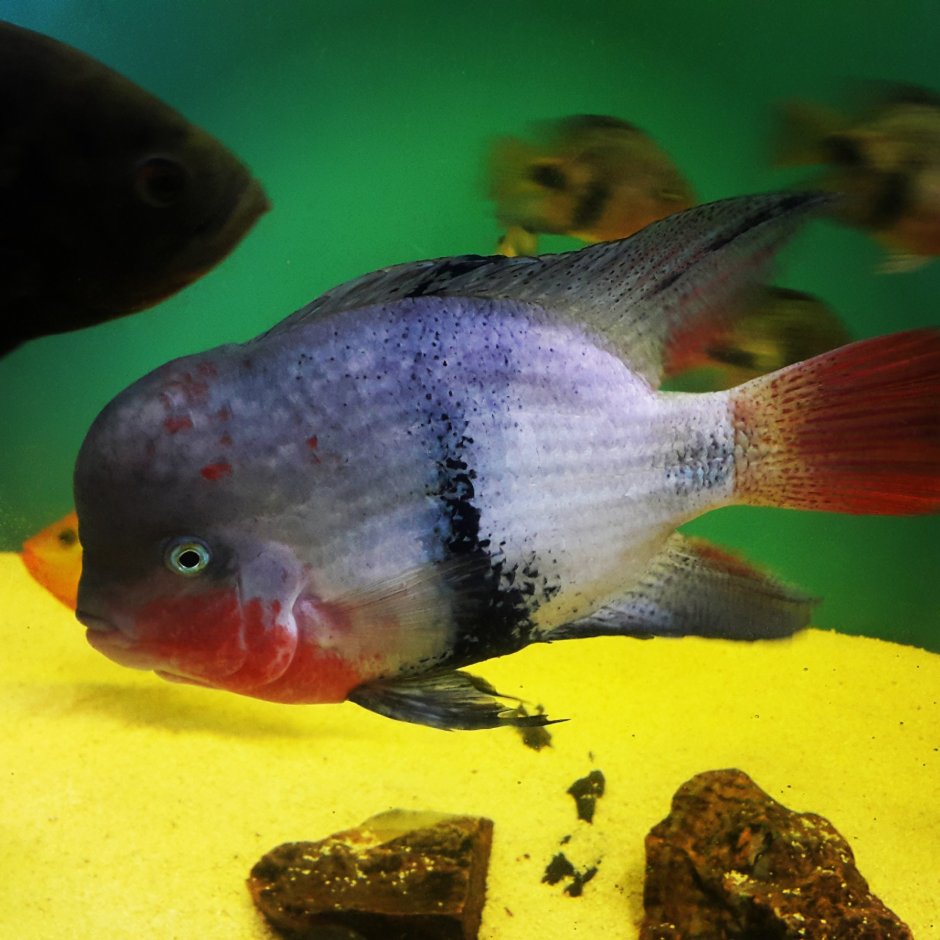 Бриллиантовая цихлазома (Herichthys carpintis)