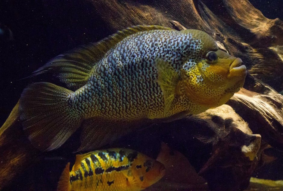 Цихлазома тримакулатум