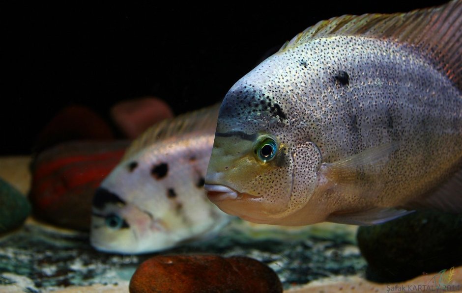 Цихлазома фенестратум.