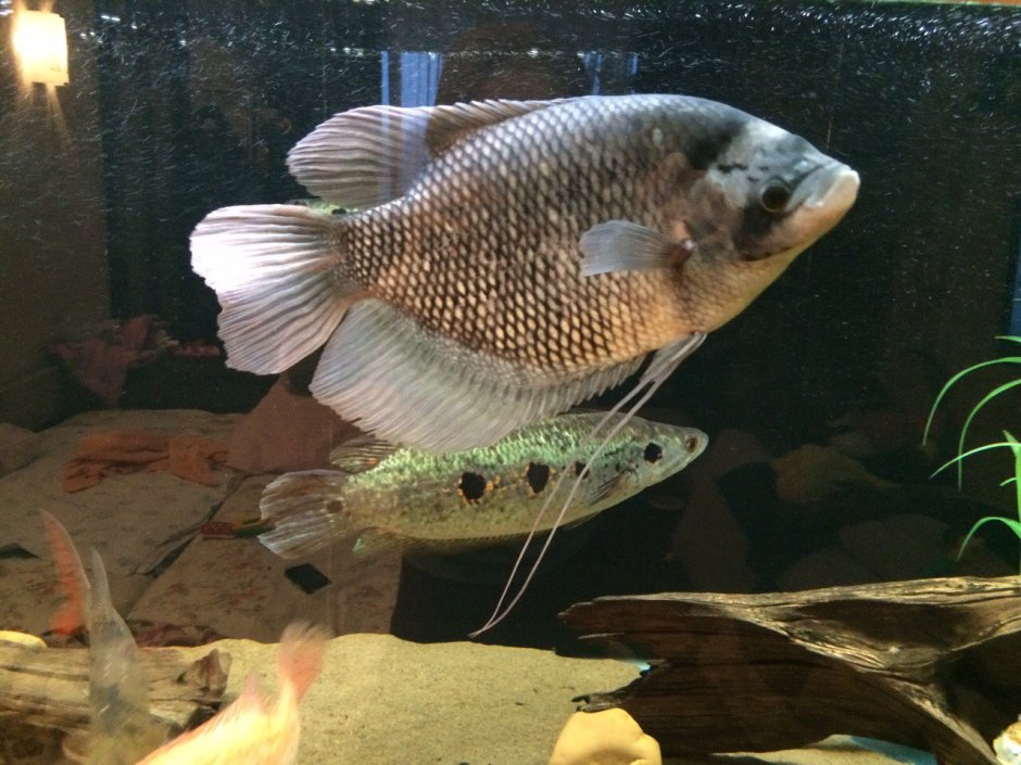 Цихлида Фловер Хорн