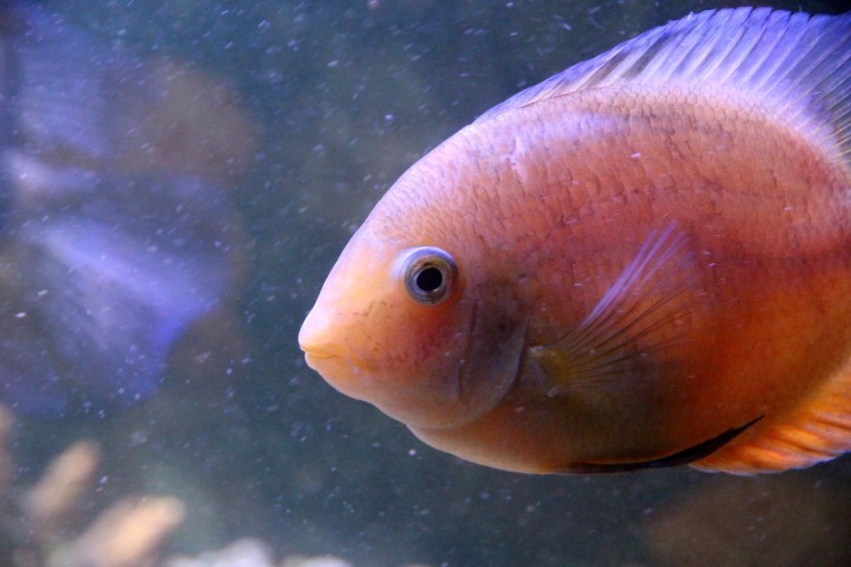 Цихлазома золотой леопард