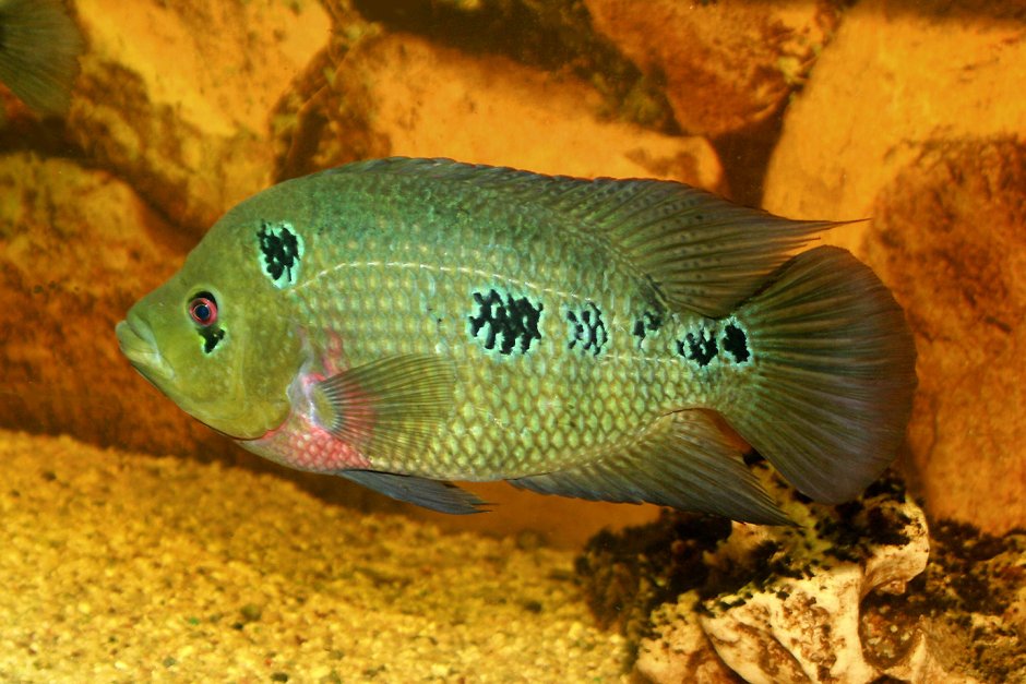 Цихлазома северум "Гайана"