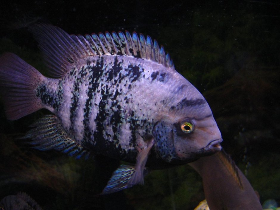 Цихлазома симспилум