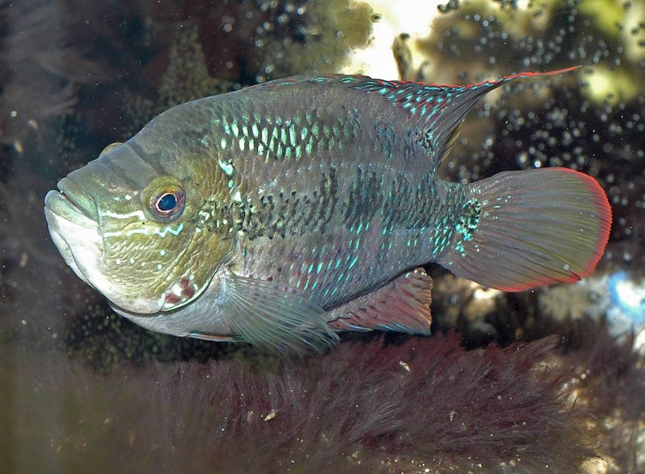 Цихлазома восьмиполосая