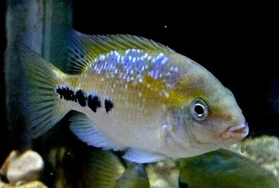 Цихлиды Бриллиантовая цихлазома