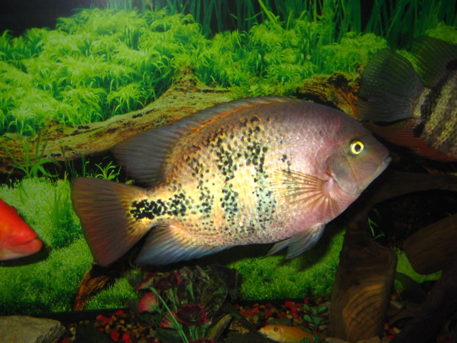 Цихлазомавбеха меланура