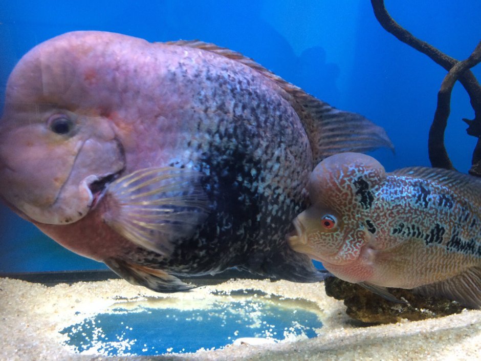 Цихлазома рыбка аквариумная