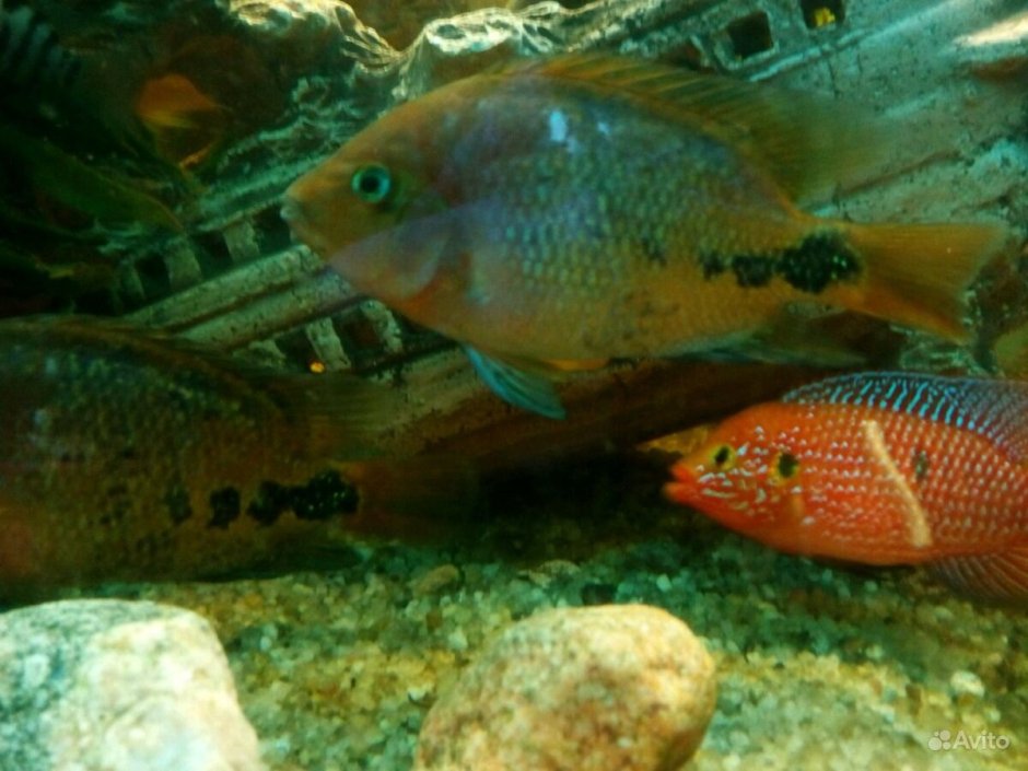 Цихлазома синспилум