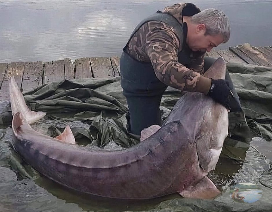 Белуга, севрюга осетр рыба